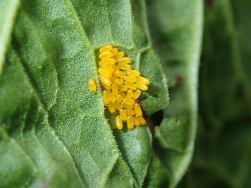 Green Dock Beetle