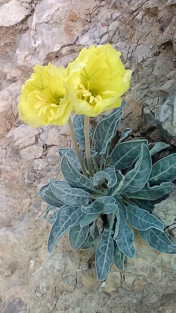 Oenothera sect. Megapterium