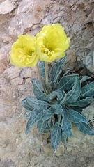Oenothera brachycarpa