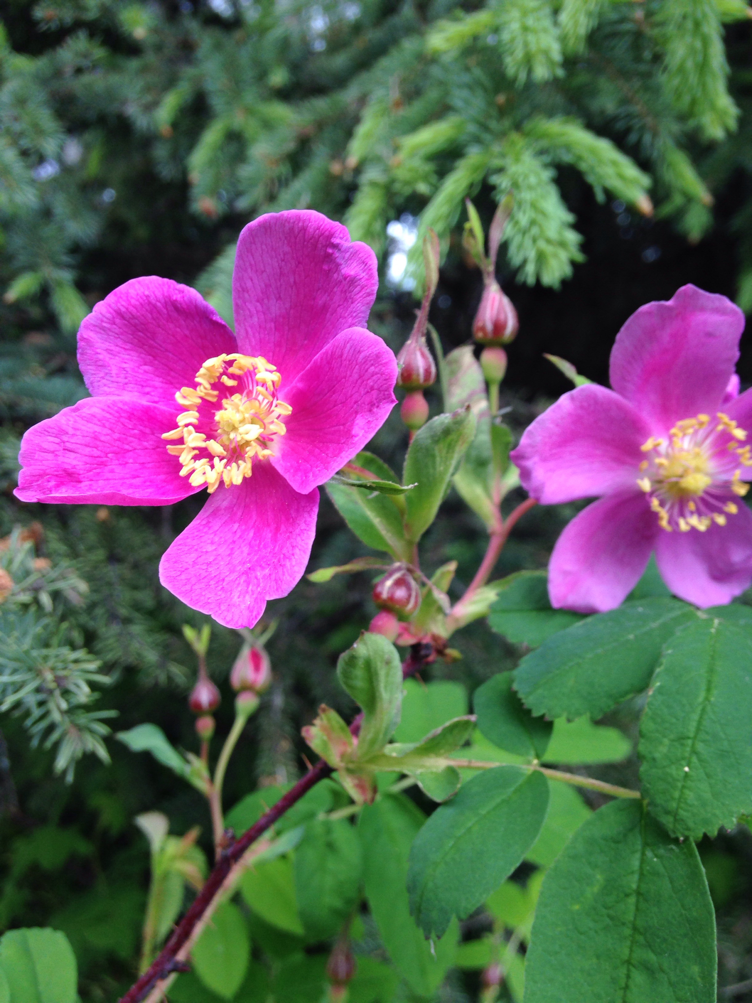Rosa acicularis ssp. acicularis