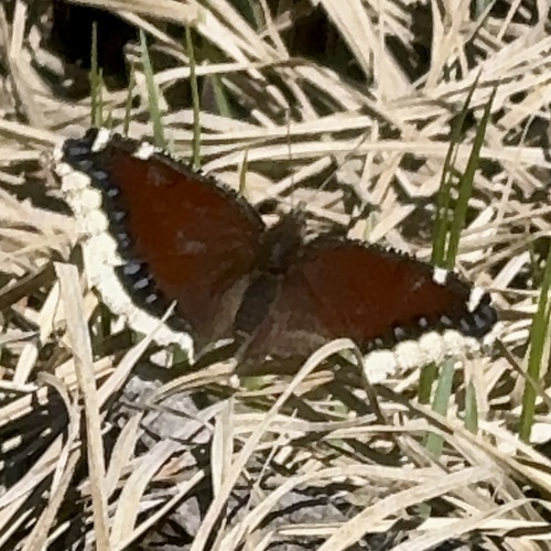 iNaturalist observation photo of Mourning Cloak