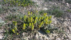 Cruciata taurica