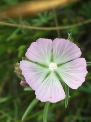 Sidalcea hartwegii