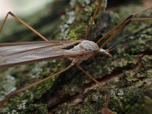Marsh Crane Fly photo 4