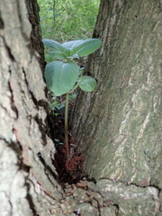 Impatiens glandulifera
