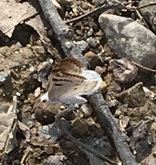 Lomographa semiclarata