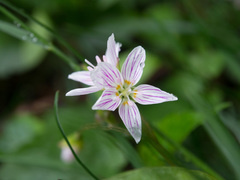 Claytonia