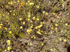 Tetraneuris linearifolia