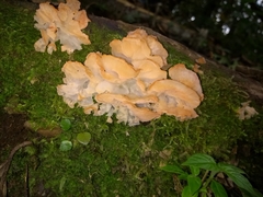 Guepinia