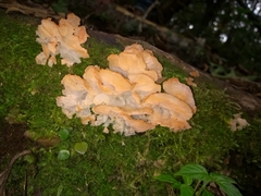 Guepinia