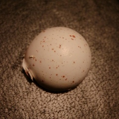 Troglodytes troglodytes