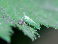 Orthotylinae