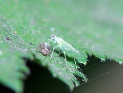 Orthotylinae