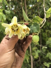 Passiflora yucatanensis