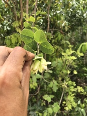 Passiflora yucatanensis