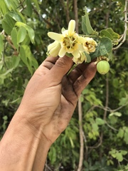 Passiflora yucatanensis