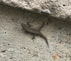 Gonatodes albogularis