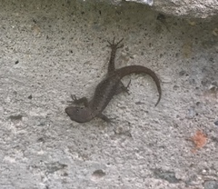 Gonatodes albogularis