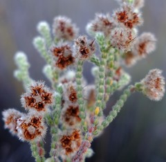 Erica senilis