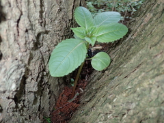 Impatiens glandulifera