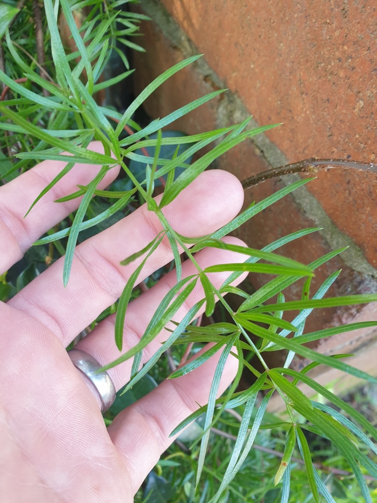 African Asparagus from Randwick NSW 2031, Australia on May 15, 2024 at ...