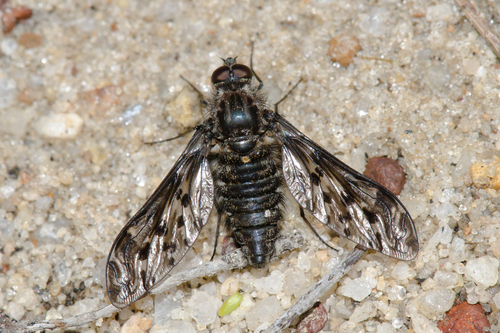 Aleucosia australensis