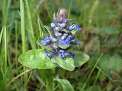 Ajuga reptans