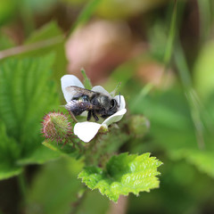Osmia lignaria propinqua