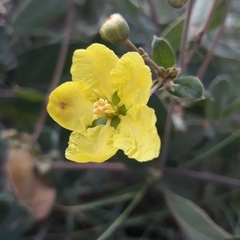 Sphedamnocarpus pruriens