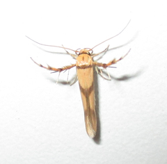 Stathmopoda crassella