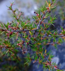 Cliffortia uncinata