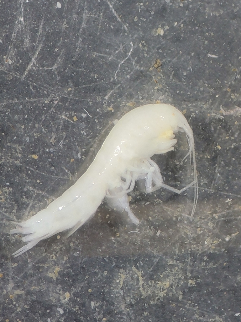Barr's Cave Amphipod