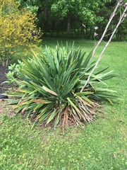 Yucca flaccida
