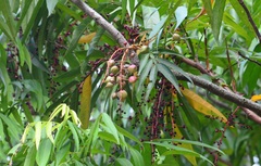 Lepisanthes alata