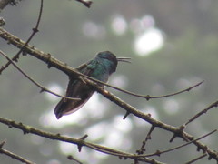 Colibri thalassinus