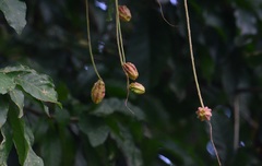 Barringtonia acutangula