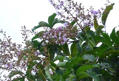 Lagerstroemia langkawiensis