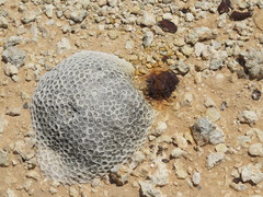 Montastraea cavernosa