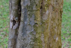 Lagerstroemia langkawiensis