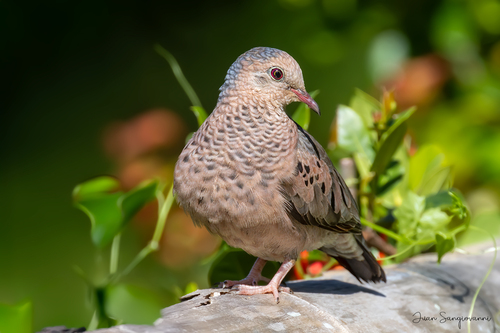 Common Ground Dove
