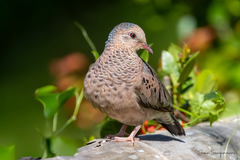 Common Ground-Dove photo 3