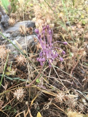 Allium daninianum