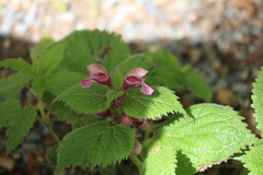Lamium orvala