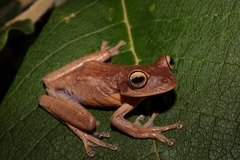 Reservoir Treefrog photo 3
