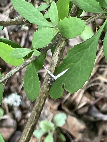 Berberis canadensis, photograph 3
