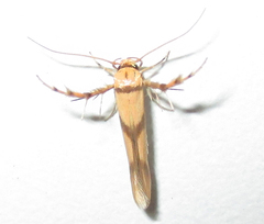 Stathmopoda crassella