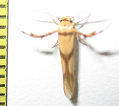 Stathmopoda crassella