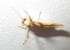 Stathmopoda crassella