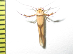 Stathmopoda crassella