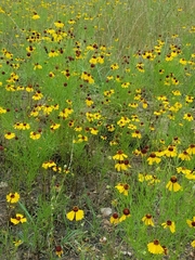 Helenium amarum badium
